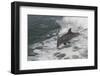 Bottle Nose Dolphin-Lynn M^ Stone-Framed Photographic Print