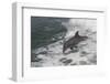 Bottle Nose Dolphin-Lynn M^ Stone-Framed Photographic Print