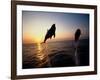 Bottle-Nose Dolphins-Stuart Westmorland-Framed Photographic Print