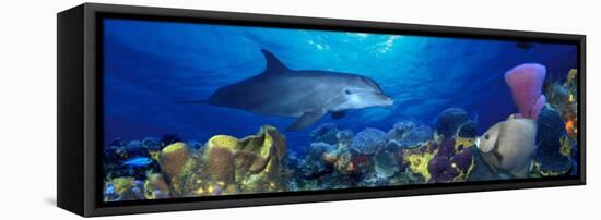 Bottle-Nosed Dolphin and Gray Angelfish on Coral Reef in the Sea-null-Framed Stretched Canvas