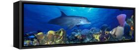 Bottle-Nosed Dolphin and Gray Angelfish on Coral Reef in the Sea-null-Framed Stretched Canvas