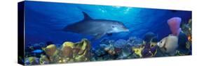 Bottle-Nosed Dolphin and Gray Angelfish on Coral Reef in the Sea-null-Stretched Canvas