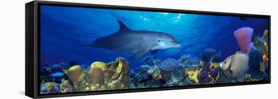 Bottle-Nosed Dolphin and Gray Angelfish on Coral Reef in the Sea-null-Framed Stretched Canvas