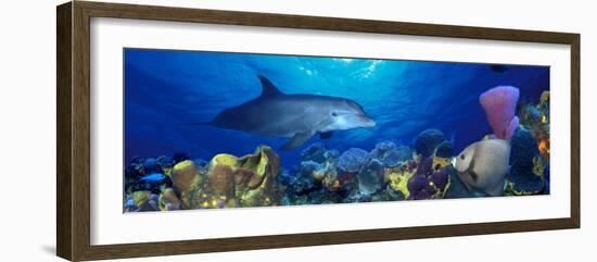 Bottle-Nosed Dolphin and Gray Angelfish on Coral Reef in the Sea-null-Framed Premium Photographic Print