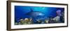 Bottle-Nosed Dolphin and Gray Angelfish on Coral Reef in the Sea-null-Framed Premium Photographic Print