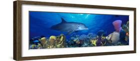 Bottle-Nosed Dolphin and Gray Angelfish on Coral Reef in the Sea-null-Framed Premium Photographic Print