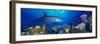 Bottle-Nosed Dolphin and Gray Angelfish on Coral Reef in the Sea-null-Framed Photographic Print