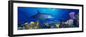 Bottle-Nosed Dolphin and Gray Angelfish on Coral Reef in the Sea-null-Framed Photographic Print