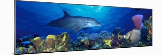 Bottle-Nosed Dolphin and Gray Angelfish on Coral Reef in the Sea-null-Mounted Photographic Print