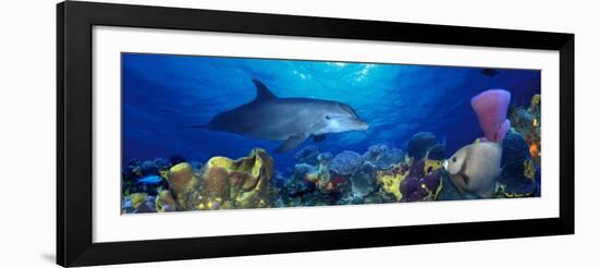 Bottle-Nosed Dolphin and Gray Angelfish on Coral Reef in the Sea-null-Framed Photographic Print