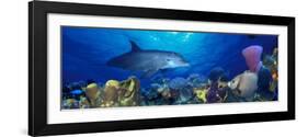 Bottle-Nosed Dolphin and Gray Angelfish on Coral Reef in the Sea-null-Framed Photographic Print