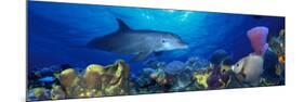 Bottle-Nosed Dolphin and Gray Angelfish on Coral Reef in the Sea-null-Mounted Photographic Print