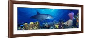 Bottle-Nosed Dolphin and Gray Angelfish on Coral Reef in the Sea-null-Framed Photographic Print