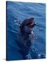 Bottle-Nosed Dolphin-Stuart Westmorland-Stretched Canvas