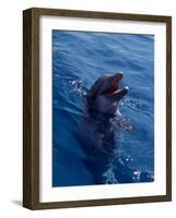 Bottle-Nosed Dolphin-Stuart Westmorland-Framed Photographic Print