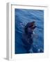 Bottle-Nosed Dolphin-Stuart Westmorland-Framed Photographic Print