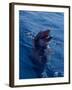 Bottle-Nosed Dolphin-Stuart Westmorland-Framed Photographic Print