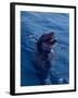 Bottle-Nosed Dolphin-Stuart Westmorland-Framed Photographic Print