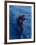 Bottle-Nosed Dolphin-Stuart Westmorland-Framed Photographic Print