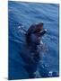 Bottle-Nosed Dolphin-Stuart Westmorland-Mounted Photographic Print