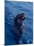 Bottle-Nosed Dolphin-Stuart Westmorland-Mounted Photographic Print