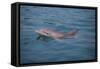 Bottle-Nosed Dolphin-DLILLC-Framed Stretched Canvas