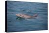 Bottle-Nosed Dolphin-DLILLC-Stretched Canvas