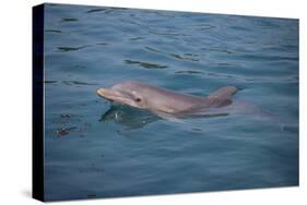 Bottle-Nosed Dolphin-DLILLC-Stretched Canvas