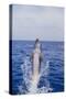 Bottle-Nosed Dolphin-DLILLC-Stretched Canvas