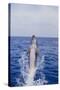 Bottle-Nosed Dolphin-DLILLC-Stretched Canvas