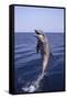 Bottle-Nosed Dolphin-DLILLC-Framed Stretched Canvas