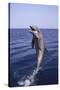 Bottle-Nosed Dolphin-DLILLC-Stretched Canvas