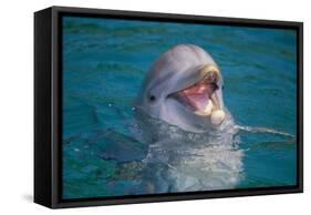 Bottle-Nosed Dolphin-DLILLC-Framed Stretched Canvas