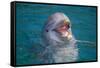 Bottle-Nosed Dolphin-DLILLC-Framed Stretched Canvas