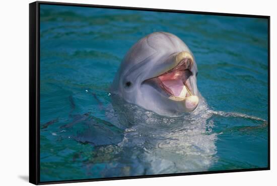 Bottle-Nosed Dolphin-DLILLC-Framed Stretched Canvas