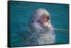 Bottle-Nosed Dolphin-DLILLC-Framed Stretched Canvas