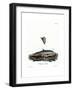 Bottle-Nosed Dolphin-null-Framed Giclee Print