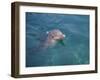 Bottle-Nosed Dolphin-DLILLC-Framed Photographic Print