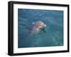 Bottle-Nosed Dolphin-DLILLC-Framed Photographic Print