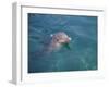 Bottle-Nosed Dolphin-DLILLC-Framed Photographic Print