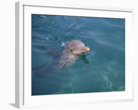 Bottle-Nosed Dolphin-DLILLC-Framed Photographic Print