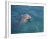 Bottle-Nosed Dolphin-DLILLC-Framed Photographic Print