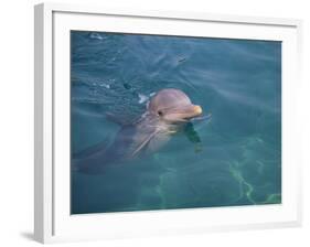 Bottle-Nosed Dolphin-DLILLC-Framed Photographic Print