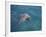 Bottle-Nosed Dolphin-DLILLC-Framed Photographic Print