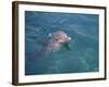 Bottle-Nosed Dolphin-DLILLC-Framed Photographic Print