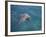 Bottle-Nosed Dolphin-DLILLC-Framed Photographic Print