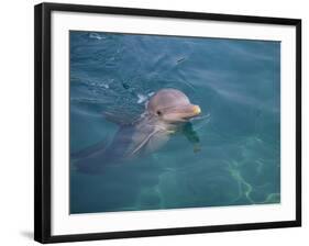 Bottle-Nosed Dolphin-DLILLC-Framed Photographic Print