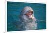 Bottle-Nosed Dolphin-DLILLC-Framed Photographic Print