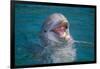 Bottle-Nosed Dolphin-DLILLC-Framed Photographic Print