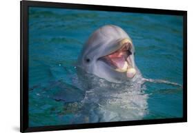 Bottle-Nosed Dolphin-DLILLC-Framed Photographic Print